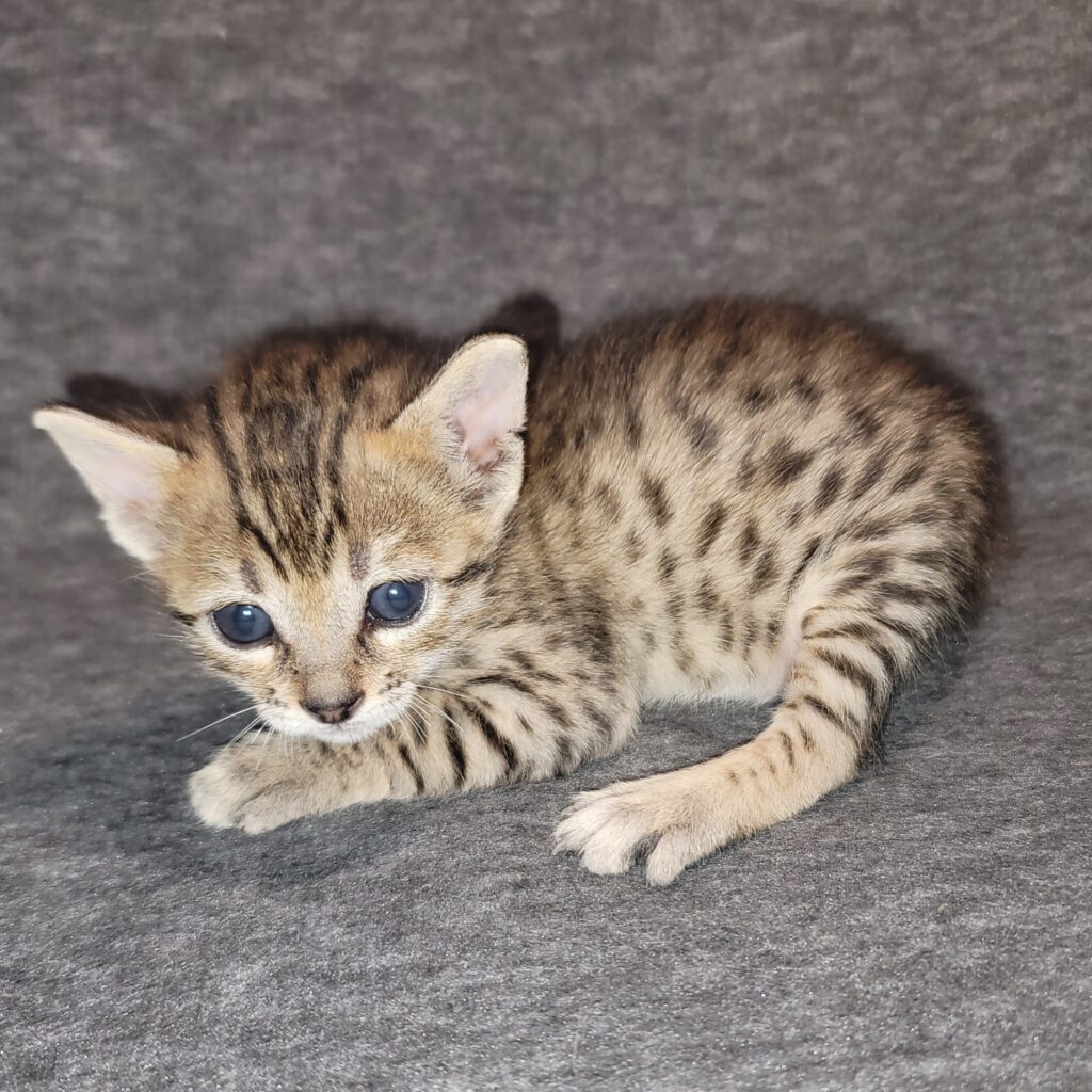 F4 6 - Allegany Savannah Cats