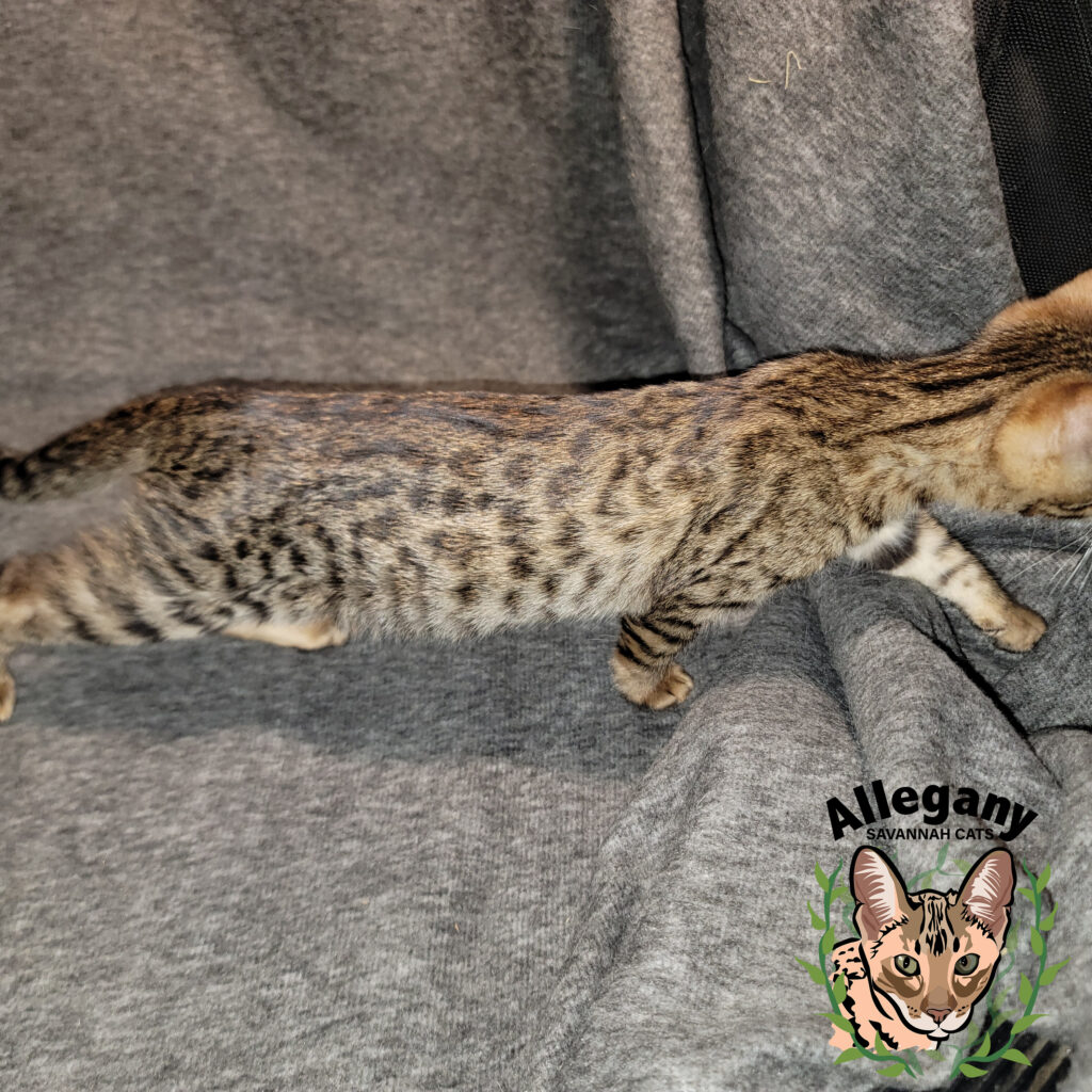 F4 1 - Allegany Savannah Cats